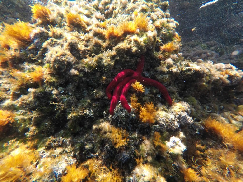 Beautiful starfish seen while snorkeling in Uvala Pertusa on Otok Sipan, Croatia